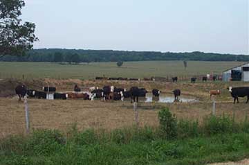 cows in pond